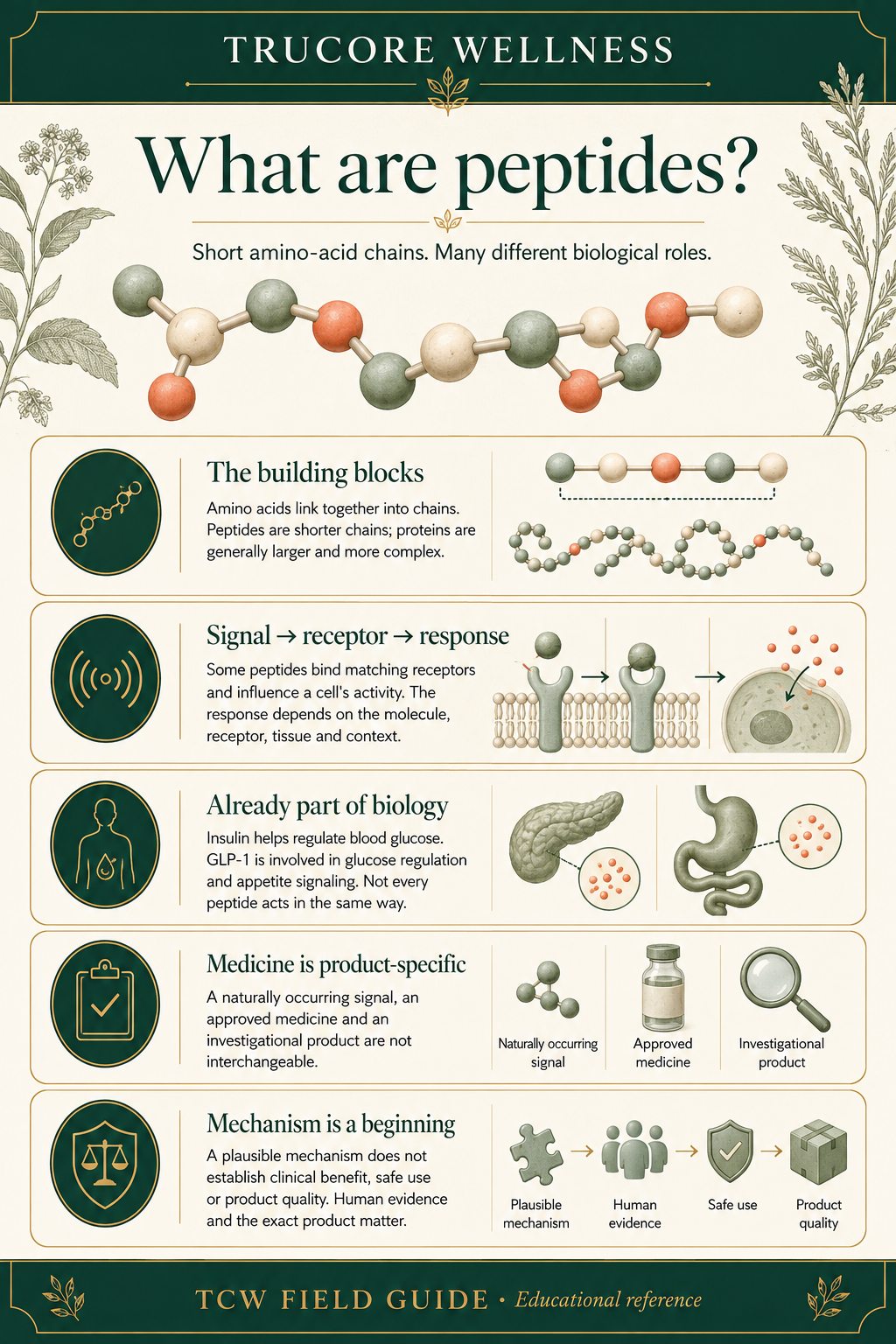What are peptides?. TruCore Wellness illustrated reference; complete text follows on its guide page.